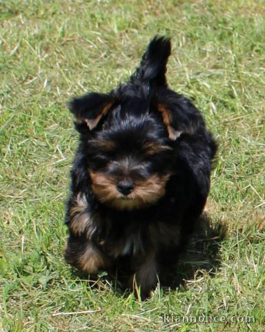 Je donne chiot Yorkshire disponible 