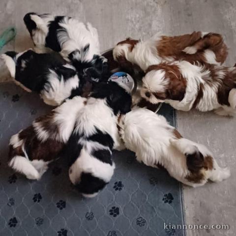 Adoption chiot Shih Tzu disponible 