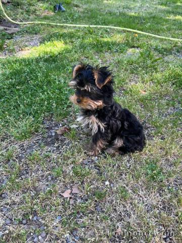 À donner chiot Yorkshire 