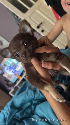 chiots chihuahua disponible pour adoption 