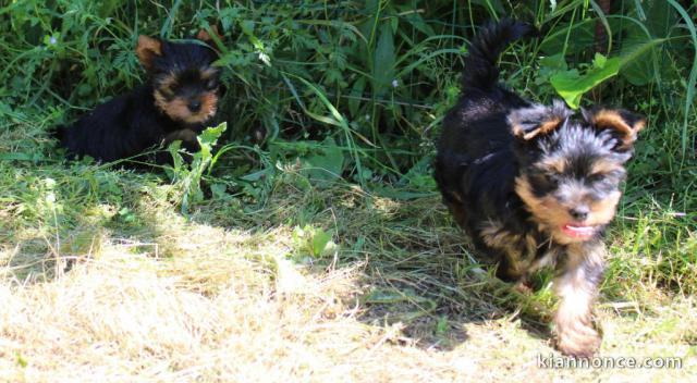 chiots Yorkshire terrier à adopter 