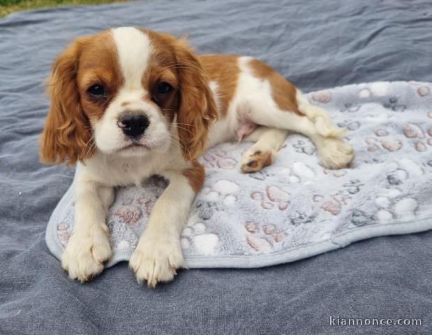 Je donne chiot cavalier king charle 