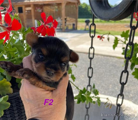 Je donne chiot Yorkshire terrier 