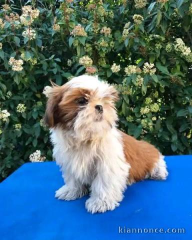 Je donne chiot Shih Tzu disponible 