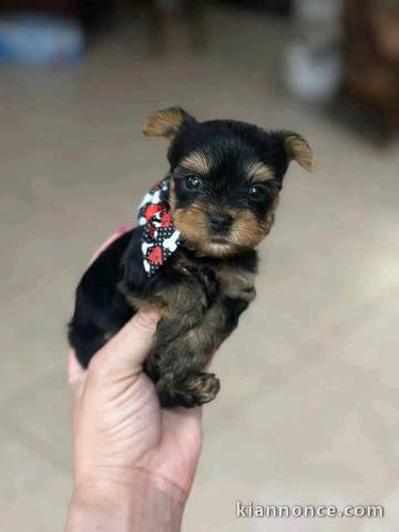 Je donne chiot Yorkshire femelle 