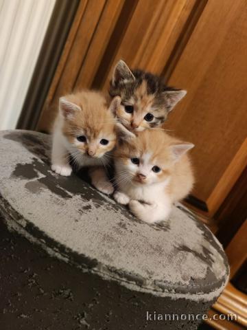 Je donne chaton disponible 