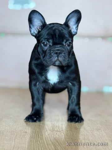 Bouledogue Français – Magnifiques chiots