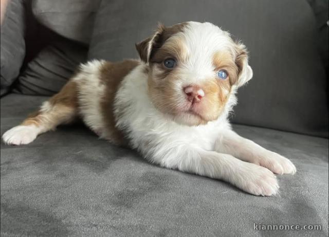 Chiots berger australien a donné 