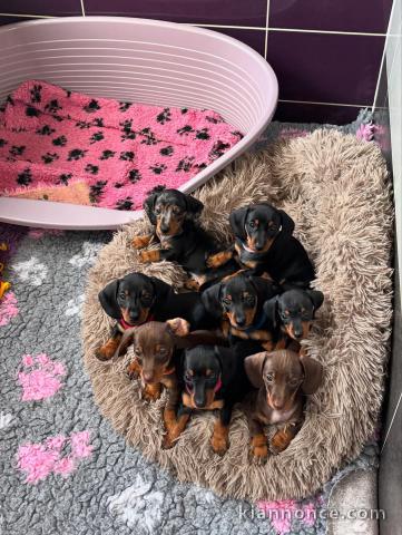 Bébé chiot teckel a donner 