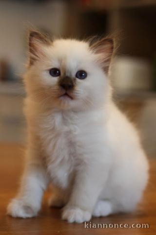 Chaton sacré brimanie a donner 