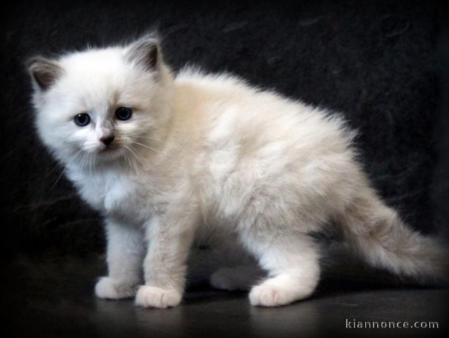 Adoption chatons ragdoll disponible 