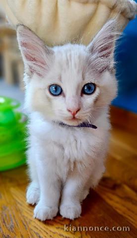 Magnifique chatons ragdoll disponible 