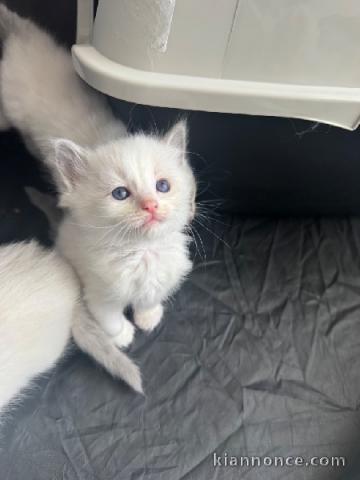 Je donne chaton ragdoll mâle 