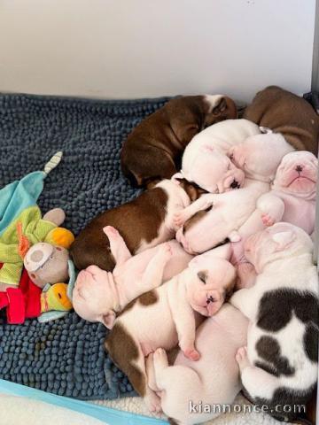 chiot bulldog anglais disponible pour adoption 