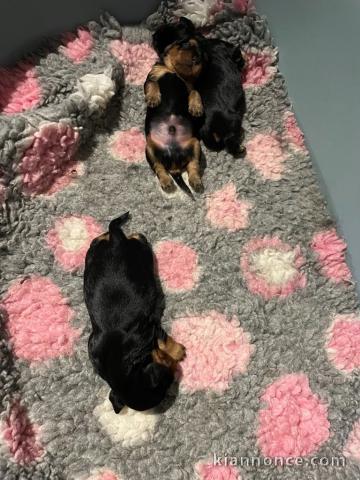 chiots cavalier king charle disponible 