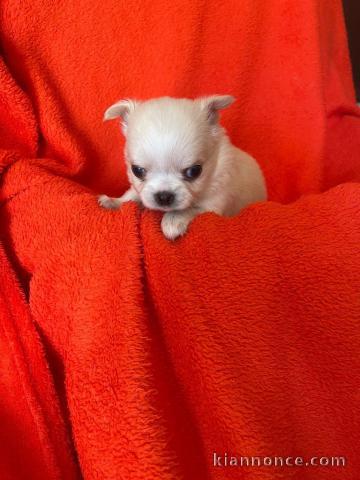 chiot chihuahua femelle a donner 