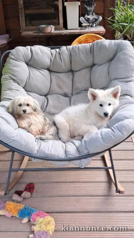 chiots berger blanc suisse à donner 