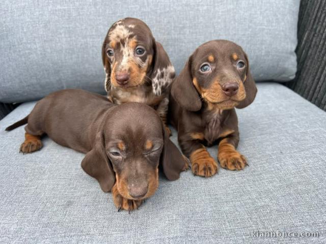 chiots Teckel arlequin disponible 