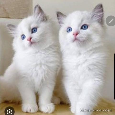 chaton ragdoll à donner 