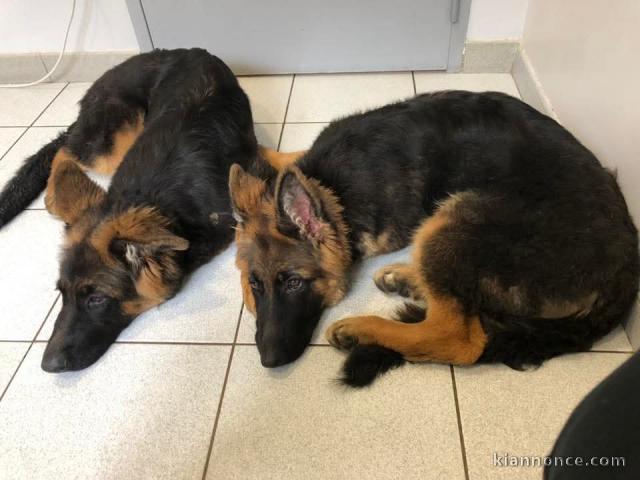 chiots berger allemand lof à donner 
