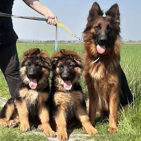 Je donne chiot berger allemand disponible 