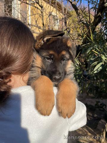 Je donne chiot berger allemand mâle 