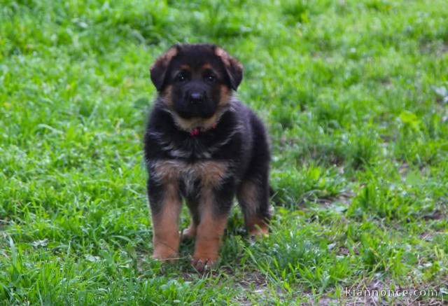 chiot berger allemand à donner 