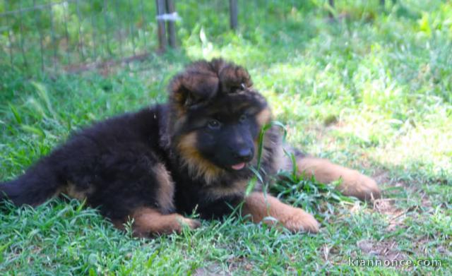 À donner chiot berger allemand 
