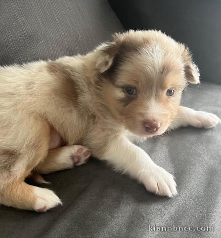 Chiot berger australien lof à donner mâle 