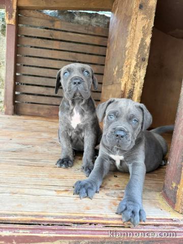 chiot Cane corso à donner 