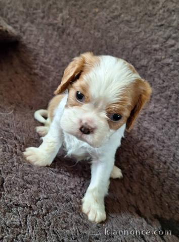 Chiots cavalier king charle femelle a donner 