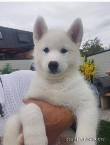 Chiots husky sibérien à donner 