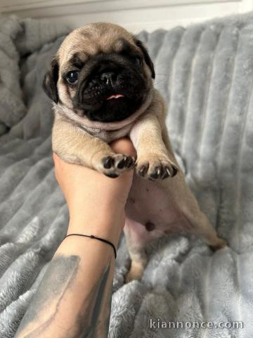 Adoption chiot carlin disponible 