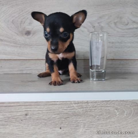 Je donne chiot chihuahua femelle 