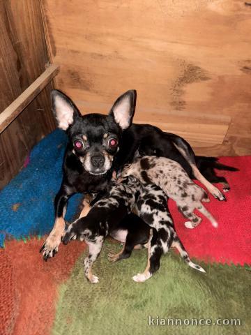 Annonce chiot chihuahua disponible 