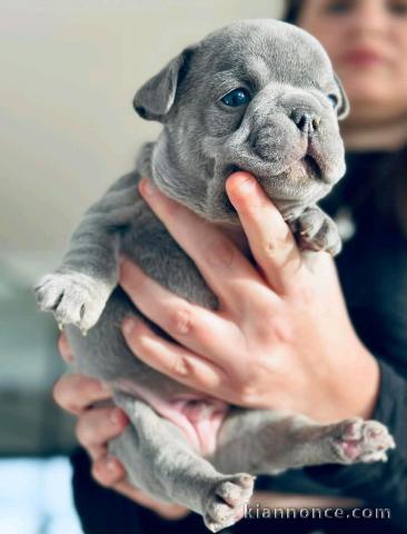 Chiots bouledogues Français disponible 