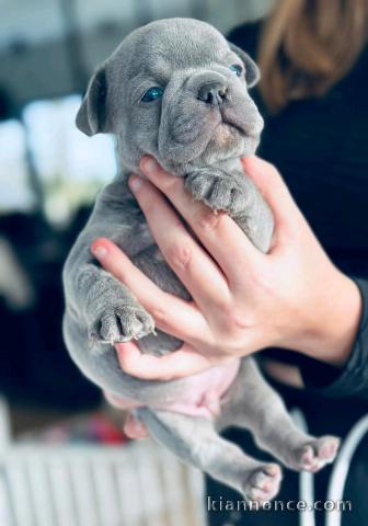 Chiots bouledogues Français disponible 