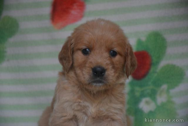Bébé chiot golden retriever mâle a donner 