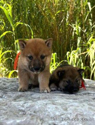 adoption chiot Shiba inu disponible 