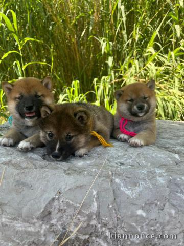 Magnifique chiot Shiba inu disponible 