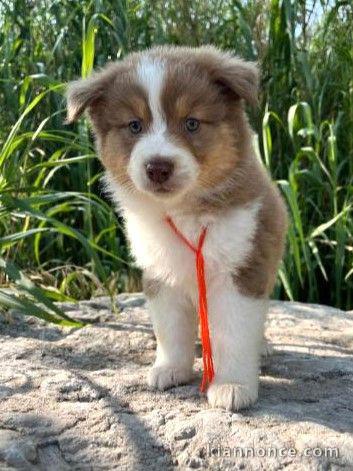 Bébé chiot berger australien mâle a donner 
