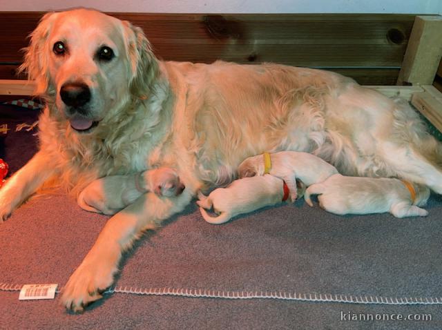 Chiots golden retriever mâle a donner 