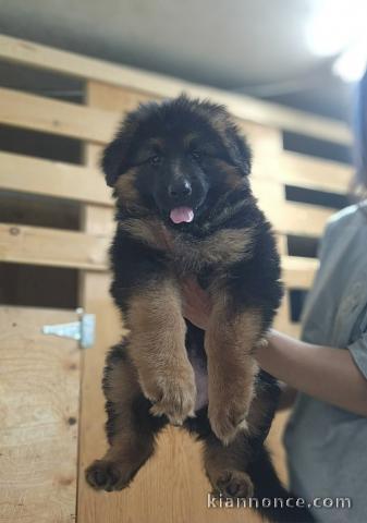 Je donne chiot berger allemand 