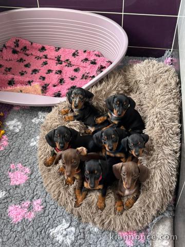 Adoption chiot Teckel nain disponible 