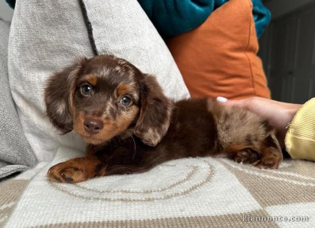 chiot teckel arlequin disponible 