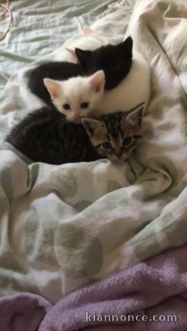 Je donne chaton disponible 