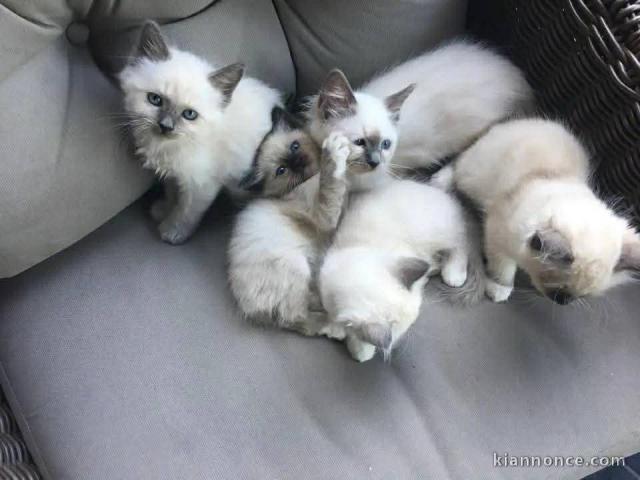 Bébé chaton sacré brimanie disponible 