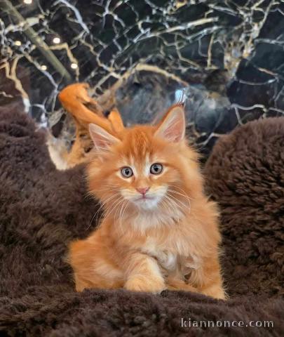 chaton roux disponible pour adoption 