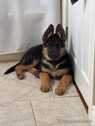 Je donne chiot berger allemand disponible femelle 