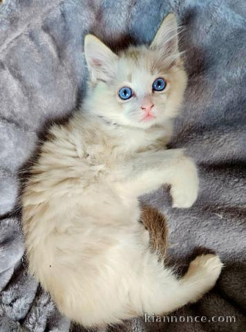 Je donne chaton ragdoll femelle 